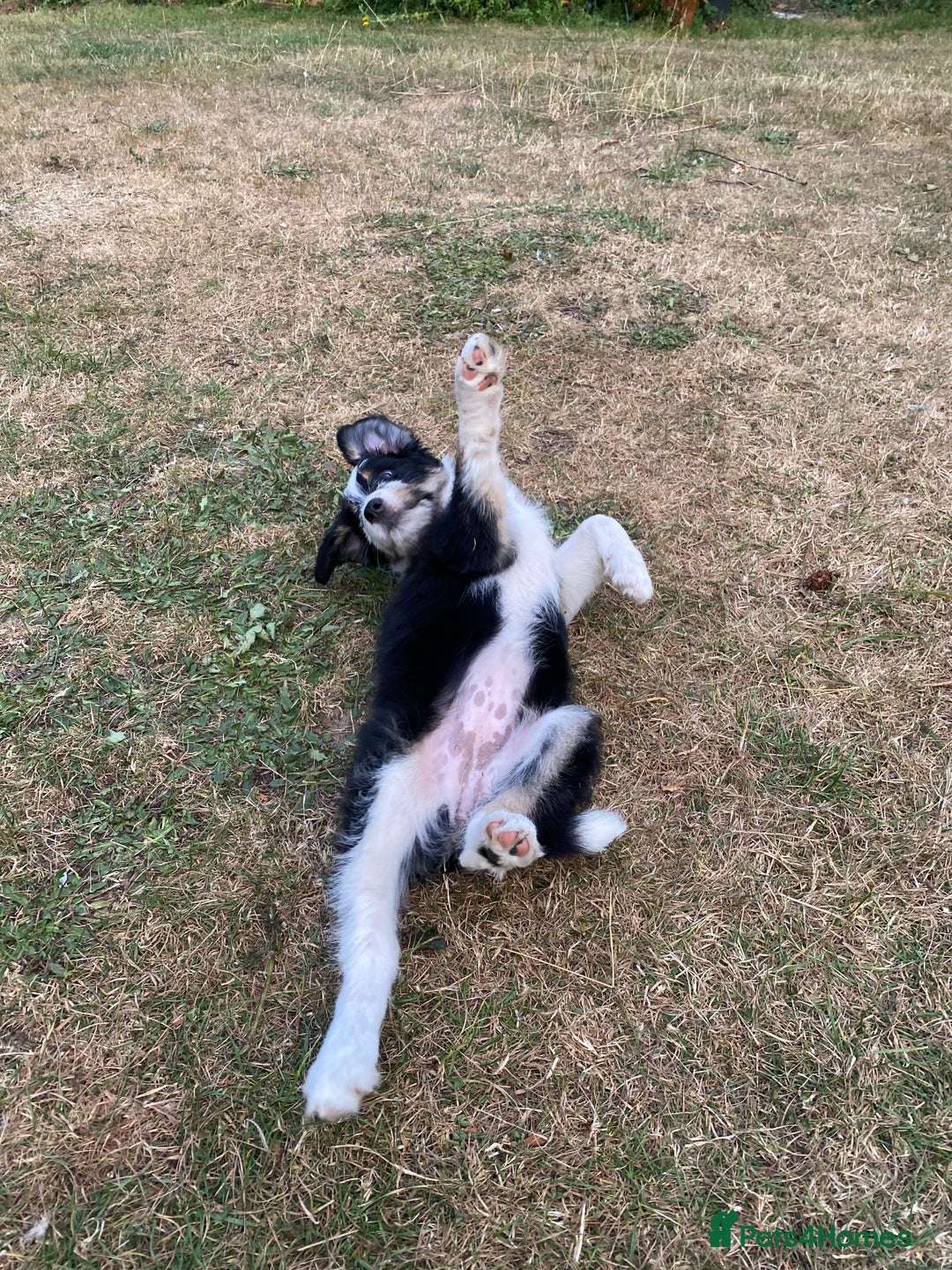 Mixed Breed dogs for sale: Collie mixed breed puppies - Image 17
