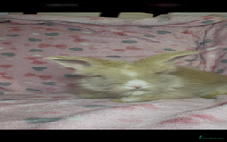 Angora rabbits for sale: Gorgeous fluffy little angora baby bunnies - Image 22