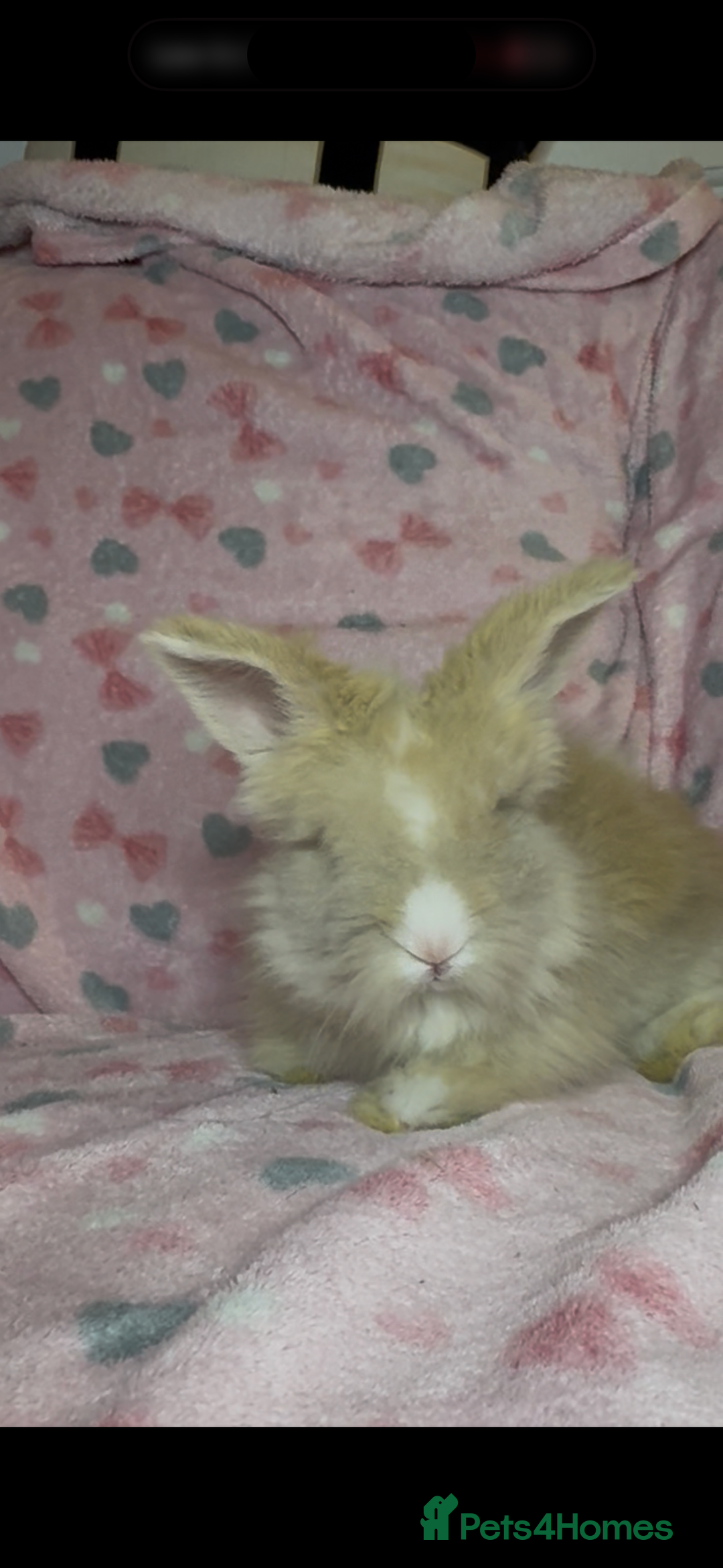 Angora rabbits for sale: Gorgeous fluffy little angora baby bunnies - Image 22