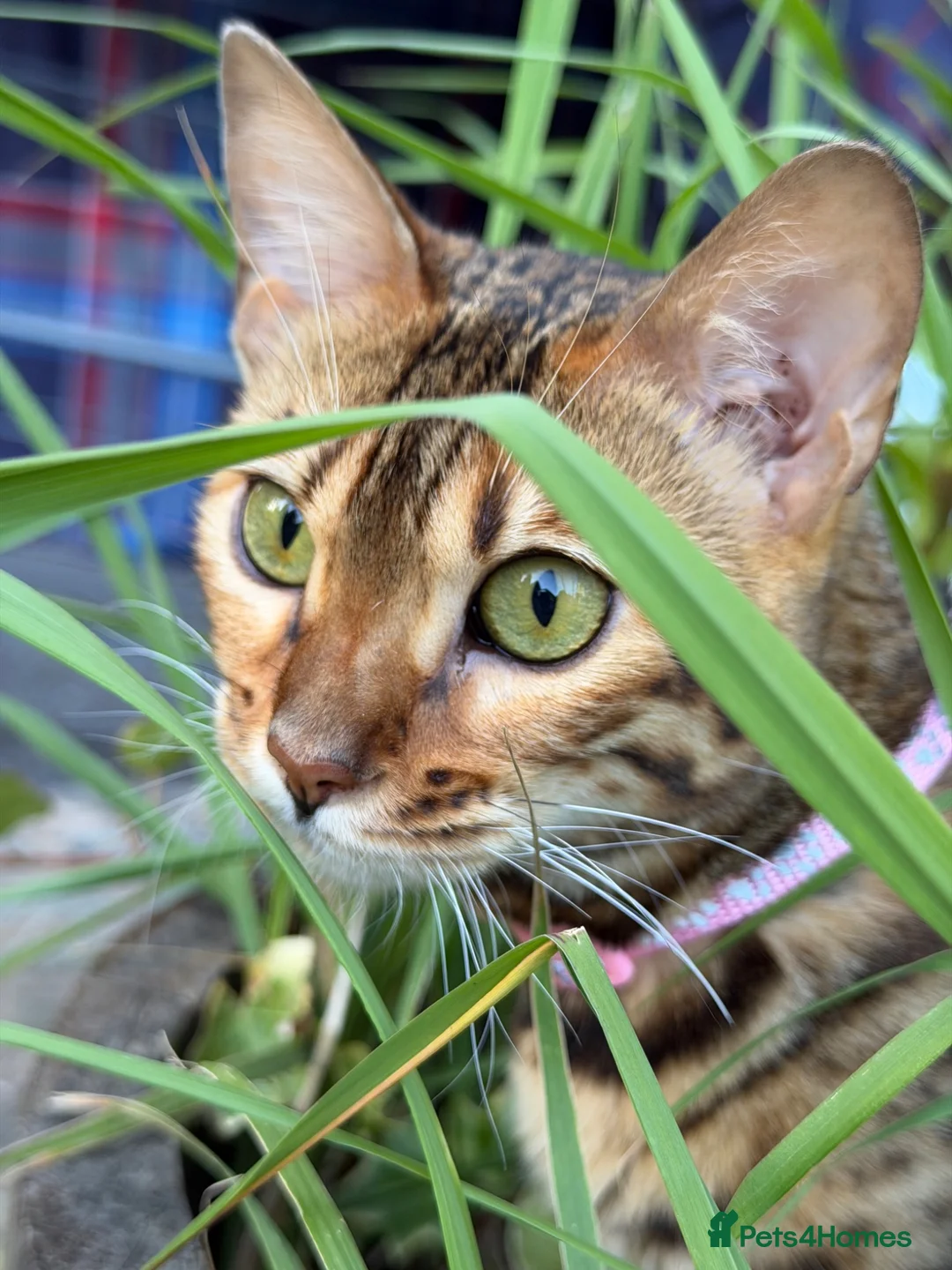 Bengal cats for sale: Beautiful purebred bengal cat Half Champion🐆 - Advert 2