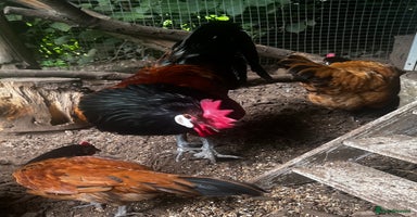Chickens poultry - Advert 4
