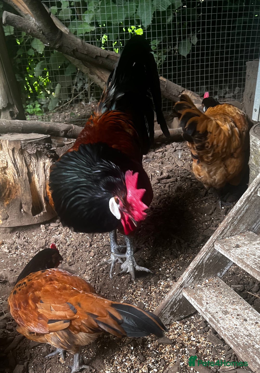 Chickens poultry for sale: VORWERK CHICKENS - Image 3