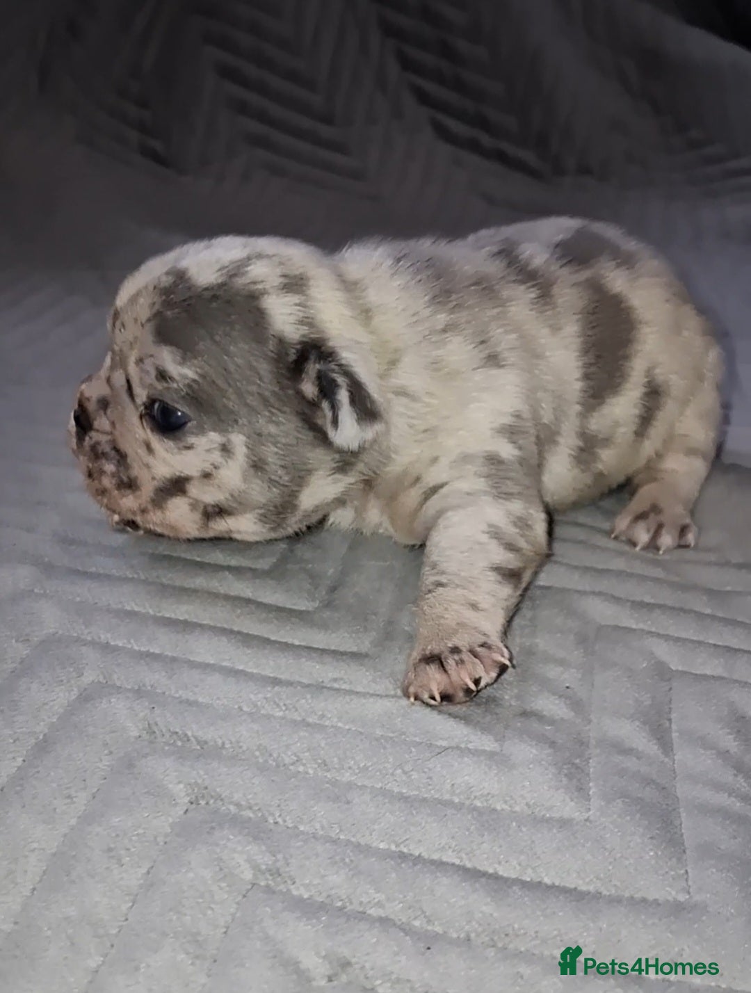 French Bulldog dogs 8 stunning french bulldogs - Advert 4