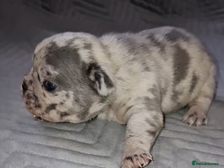 French Bulldog dogs 8 stunning french bulldogs - Advert 4