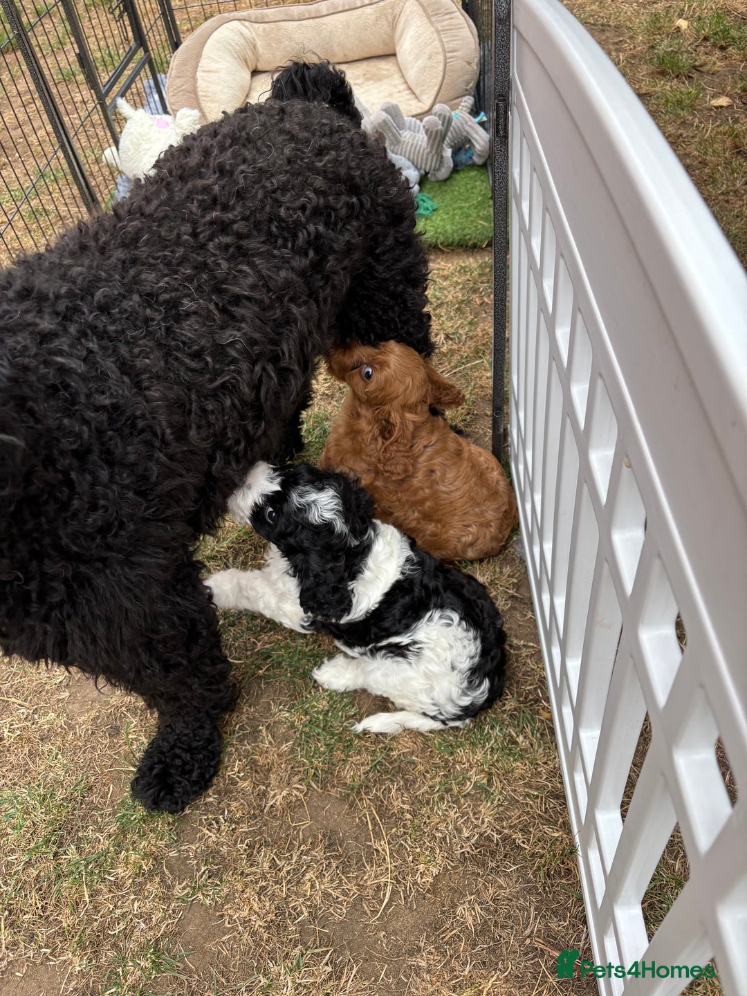 Cavapoo dogs for sale: Cavapoo puppies in Tewkesbury - Image 3