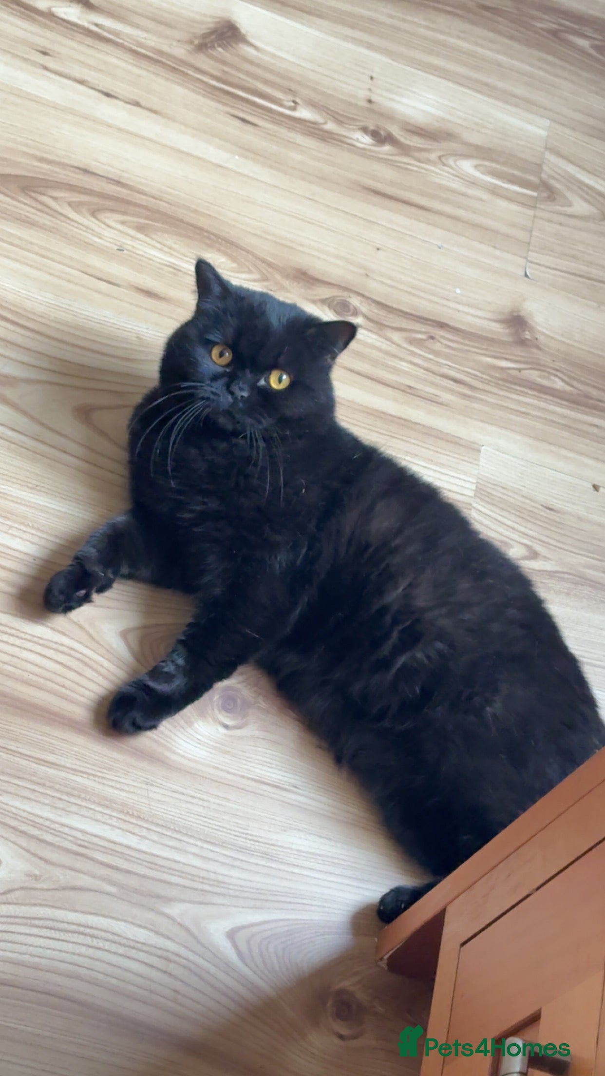 British Shorthair cats British Shorthair Male FREE - Advert 1