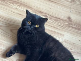 British Shorthair cats British Shorthair Male FREE - Advert 18
