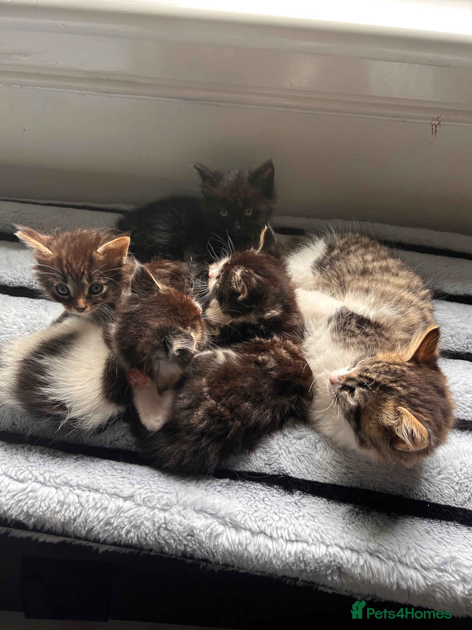 Mixed Breed cats We tabby babys - Advert 9
