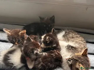 Mixed Breed cats We tabby babys - Advert 6