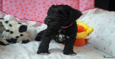 Miniature Schnauzer dogs - Advert 3