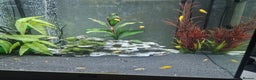 Cichlids fish for sale: Yellow Labs Cichlids - Advert 4
