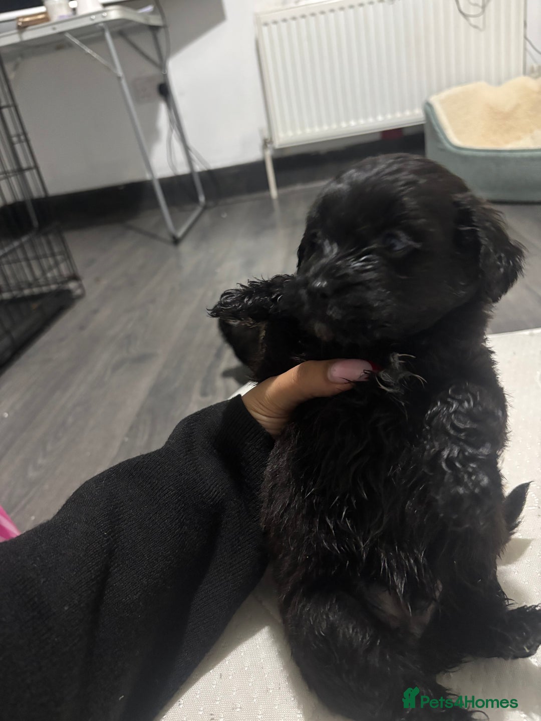 Mixed Breed dogs for sale: Last dog left - Advert 3