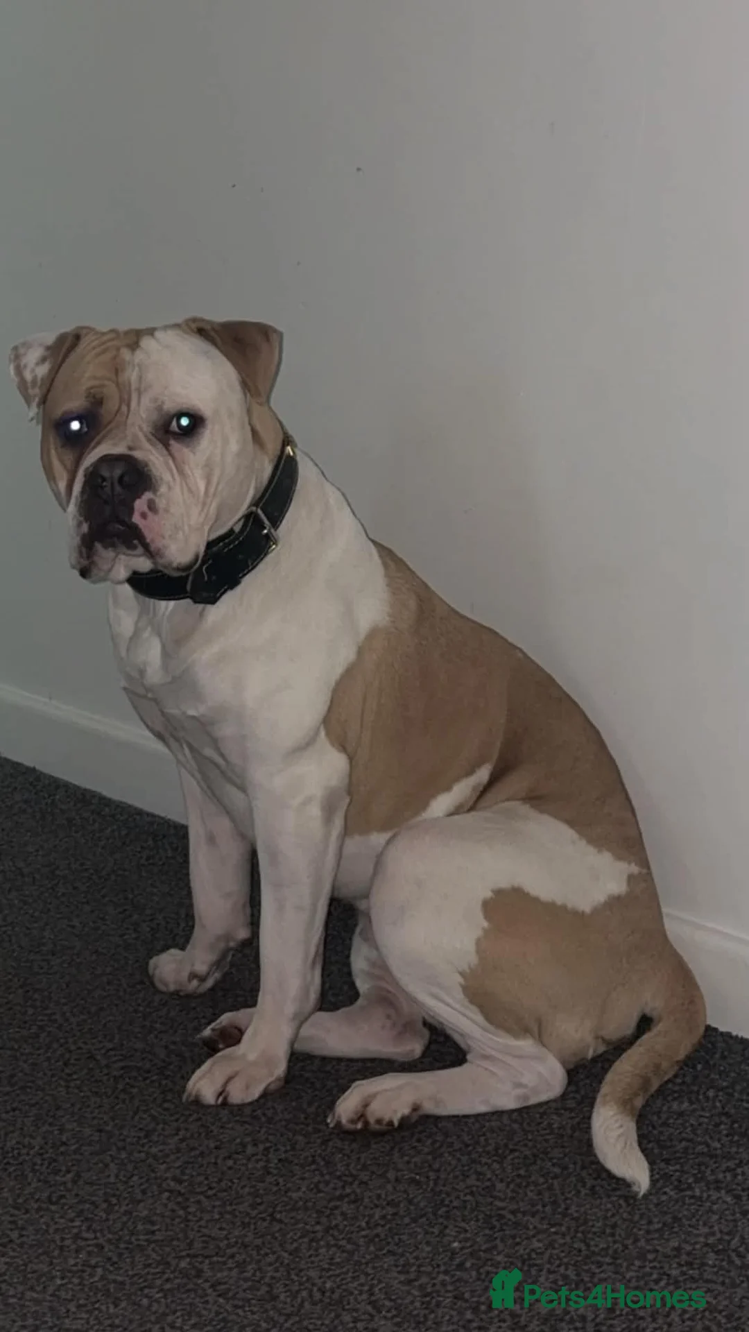 Alapaha Blue Blood Bulldog dogs for stud: Alapaha blue blood bulldog in Rotherham - Advert 3