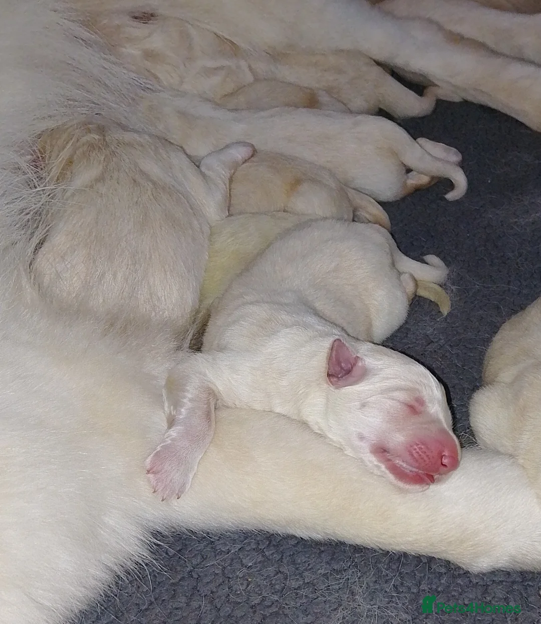German Shepherd dogs for sale: Straight back White German shepherd pups for sale in Sheffield - Advert 2