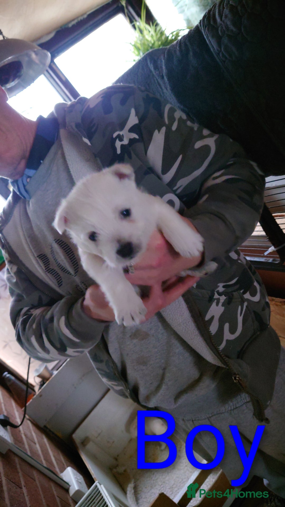 West Highland Terrier dogs for sale: West highland white terrier puppies - Advert 6