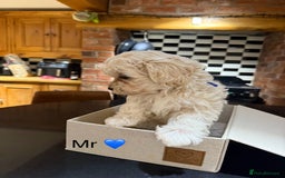 Maltipoo dogs for sale: Outstanding Maltipoo Puppies - Image 13