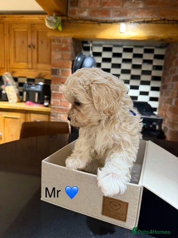 Maltipoo dogs - Advert 2