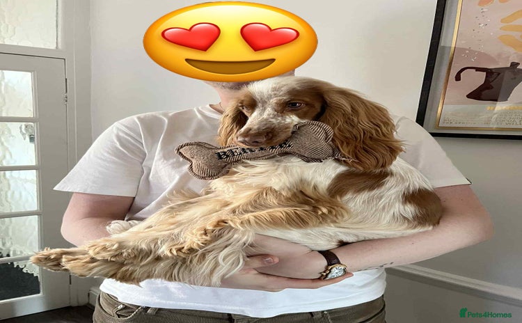 Cocker Spaniel dogs - Advert 6