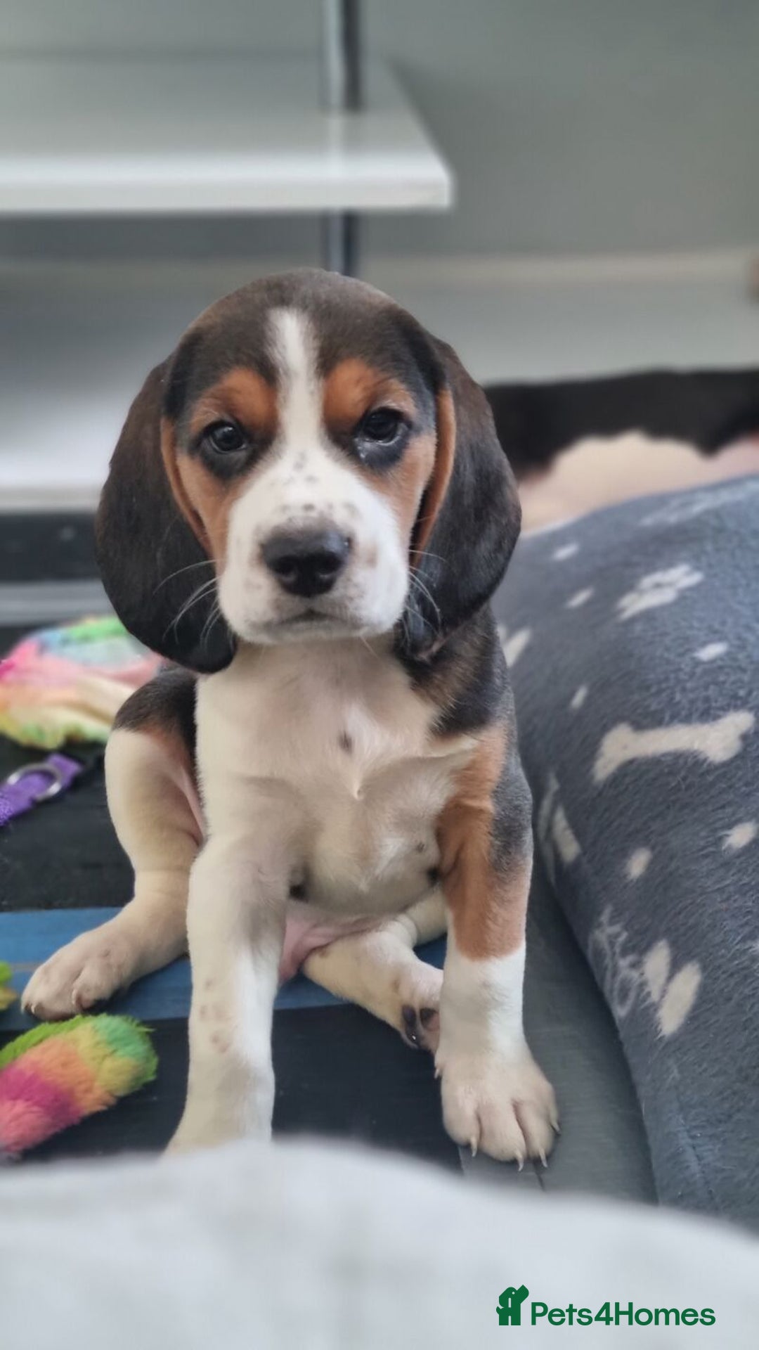 Beagle dogs for sale: 3 beautiful beagle pups for sale - Advert 2