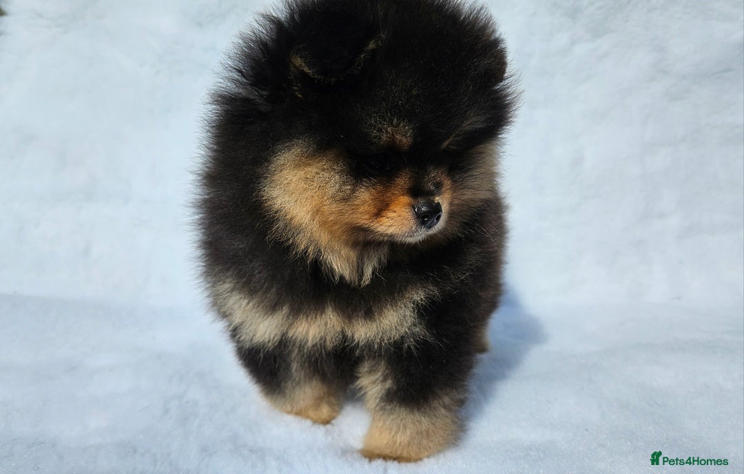 Pomeranian dogs for sale: Tiny Russian-Line Black & Tan Girls – Ready Now - Image 8