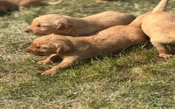 Goldador dogs for sale: Fox red goldador puppies ❤️ - Image 3