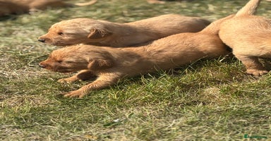 Goldador dogs - Advert 1