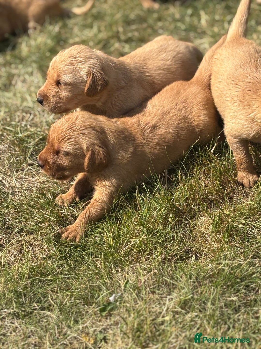 Goldador dogs for sale: Fox red goldador puppies ❤️ - Image 3