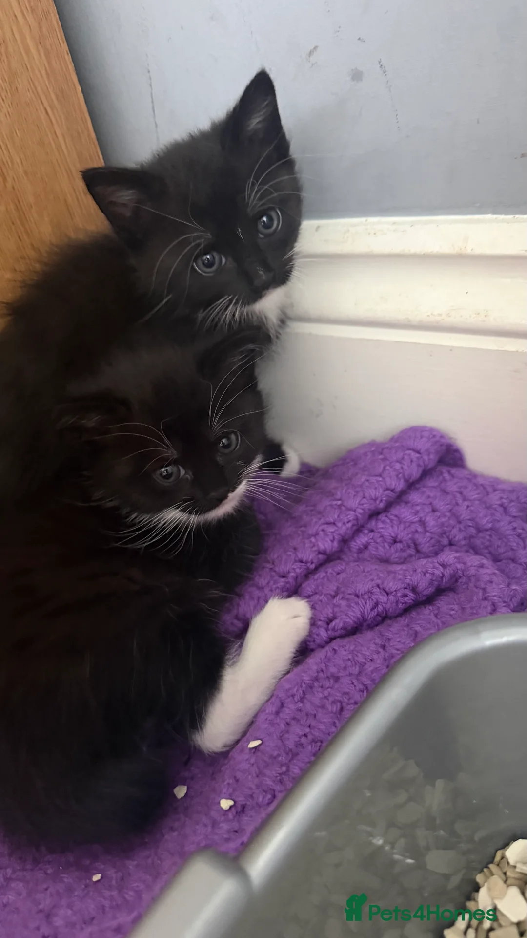 Mixed Breed cats for sale: Kittens - Advert 2