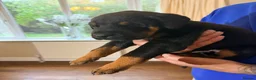 Dobermann dogs for sale: Dobermann puppies available - loving homes wanted  - Advert 15