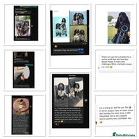 Cocker Spaniel dogs - Advert 5