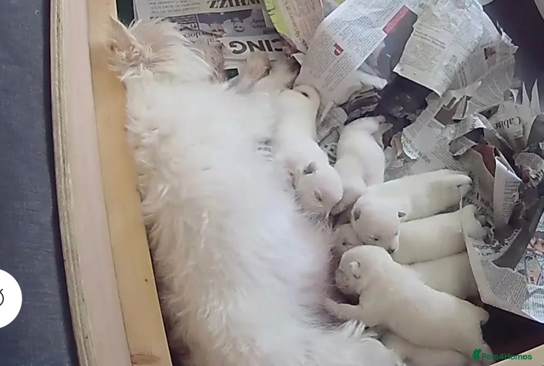 West Highland Terrier dogs for sale: 7 Wonderful Westie Pups - Advert 11