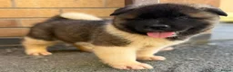 Akita dogs for sale: KC REGISTERED AKITA BEARS.  - Advert 10