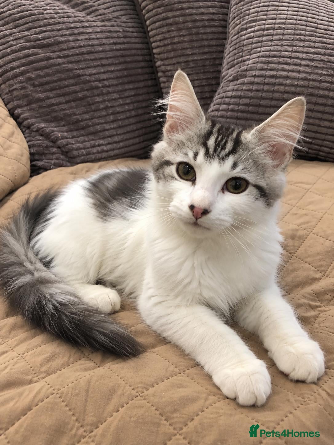Siberian cats for sale: Gorgeous Siberian kitten waiting for you🌞. - Advert 16