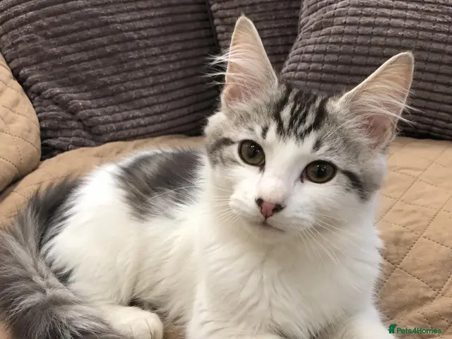 Siberian cats for sale: Gorgeous Siberian kitten waiting for you🌞. - Advert 16