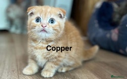 Munchkin cats for sale: Exceptional Quality & Extremely Rare Silver Minuet - Image 18