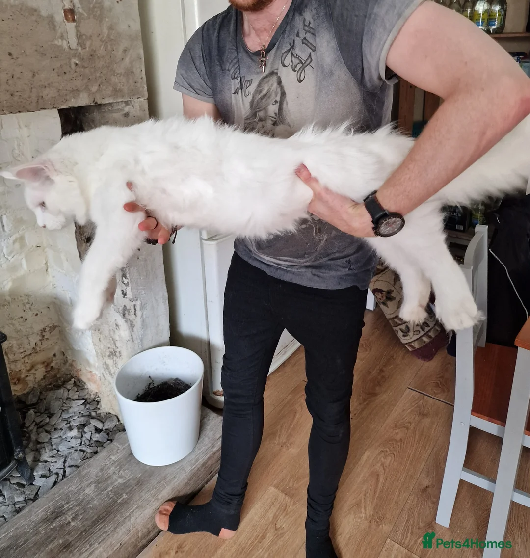 Maine Coon cats for stud: polydactly stud - Advert 1