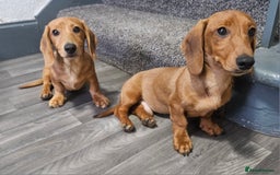 Miniature Dachshund dogs for sale: Miniture dachshund puppys  in Turriff - Image 5