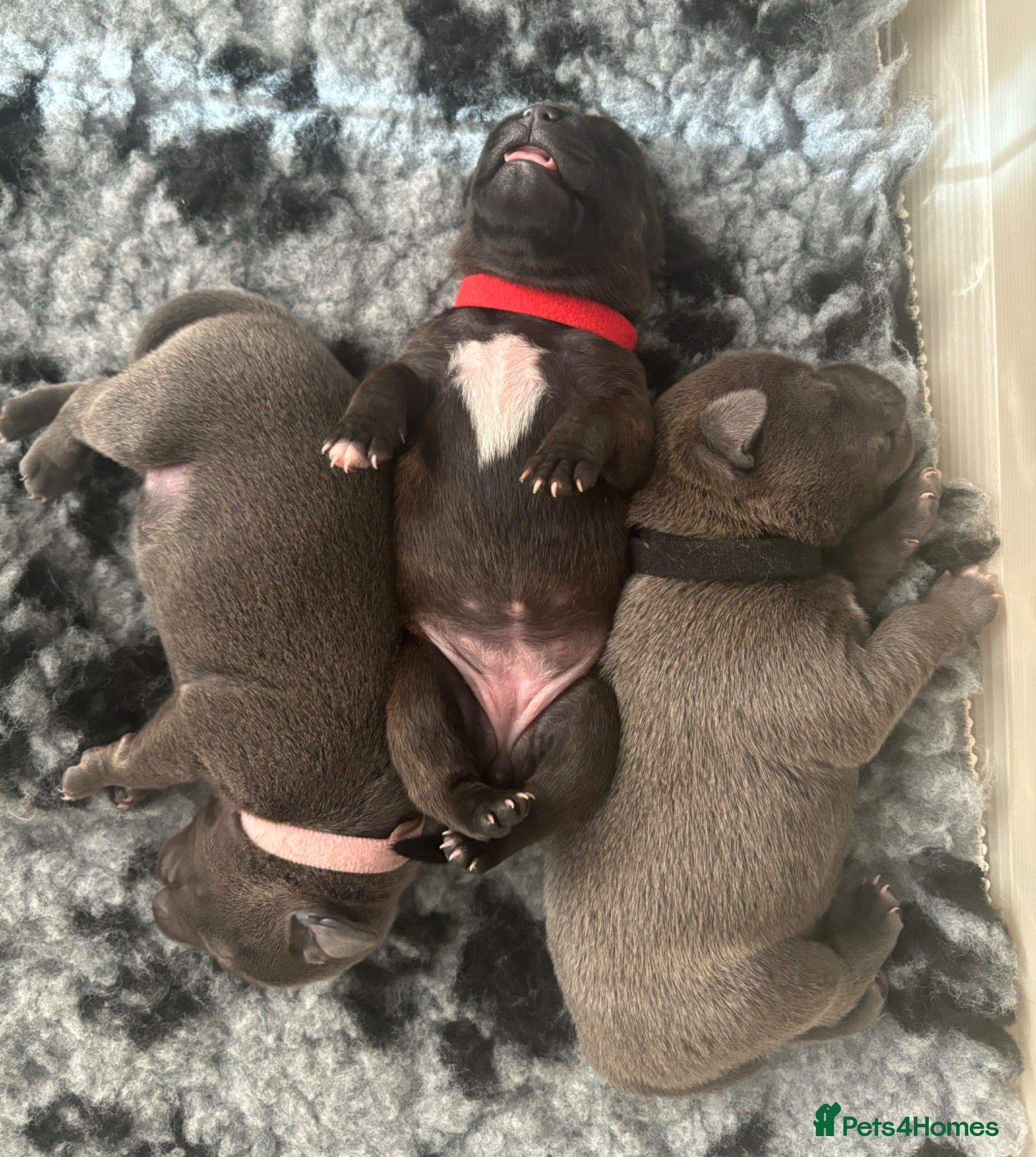 Staffordshire Bull Terrier dogs Stunning litter CH KC 🖤💙  - Advert 12