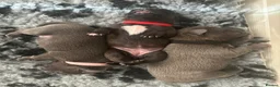 Staffordshire Bull Terrier dogs for sale: 🖤💙 Stunning Litter - Advert 26