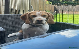 Beagle dogs for sale: Beagle boys for rehoming  - Image 3