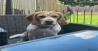Beagle dogs - Advert 8