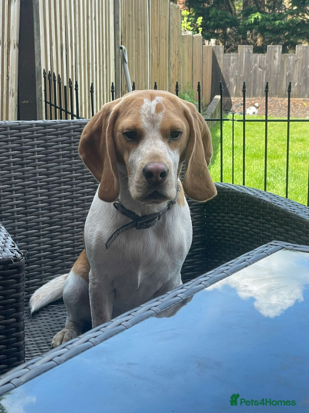 Beagle dogs for sale: Beagle boys for rehoming  - Image 3