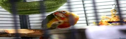 Conures birds for sale: Pineapple Conure - Advert 3