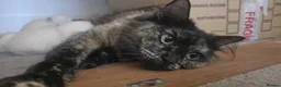 Mixed Breed cats for sale: Ragdoll/Siberian mix kittens - Advert 14