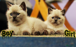 British Shorthair cats for sale: BSH Kittens Ready For New Homes Now - Image 1