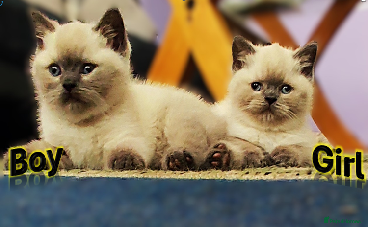 British Shorthair cats - Advert 9
