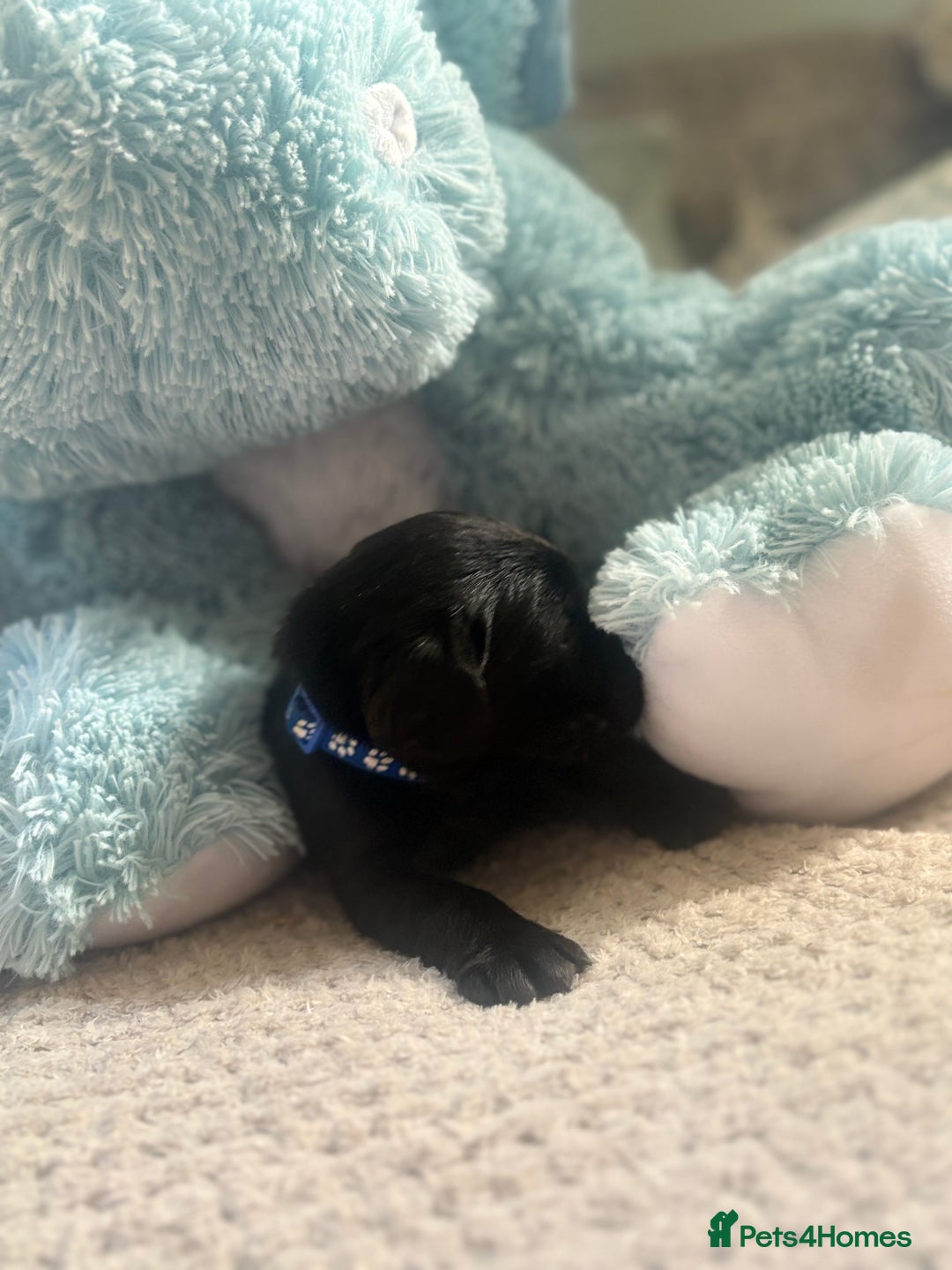 Cockerdor dogs for sale: 🐶Cockerdor Puppies 🐶 - Image 5