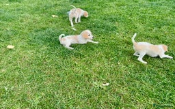 Cavapoo dogs for sale: Looking for forever homes - Image 9