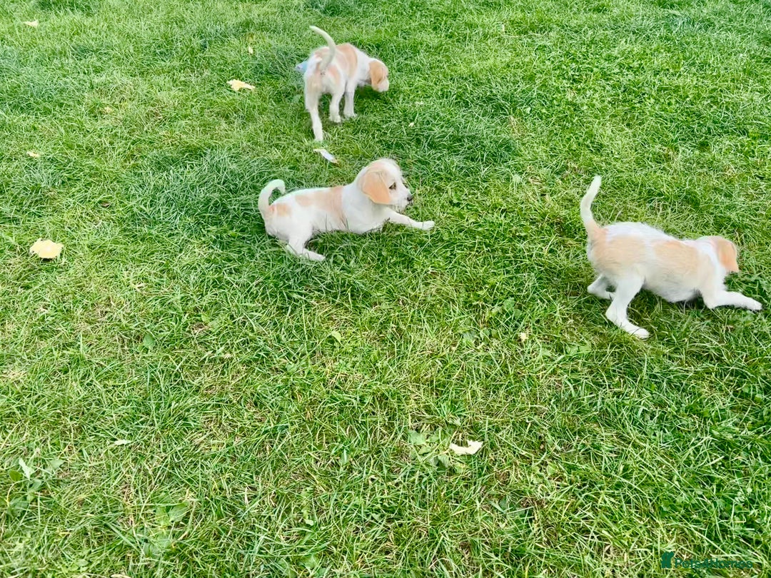 Cavapoo dogs for sale: Looking for forever homes - Image 9