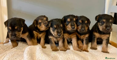 Lakeland Terrier dogs - Advert 2